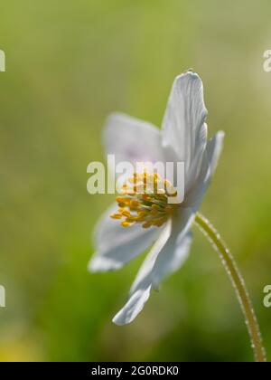 Wood Anemone Flower, (Anemonides nemorosa), Easy Woodlands, Kent UK, Nahaufnahme mit Staubgefäßen, Gegenlicht durch Sonnenschein Stockfoto