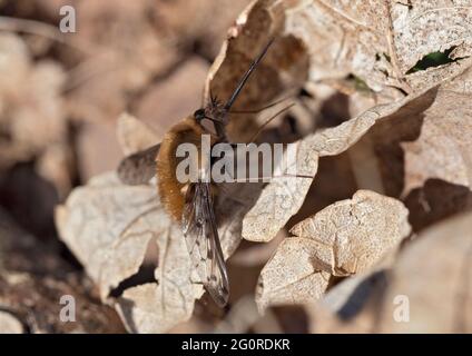 Bienenfliegen oder Humbleflies (Bomblyius Major) Easy Woodlands, Kent UK, ruht auf heruntergefallenen Blättern, getarnt, wichtige Bestäuber im Frühfrühling, Larven Stockfoto