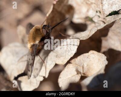 Bienenfliegen oder Humbleflies (Bomblyius Major) Easy Woodlands, Kent UK, ruht auf heruntergefallenen Blättern, getarnt, wichtige Bestäuber im Frühfrühling, Larven Stockfoto