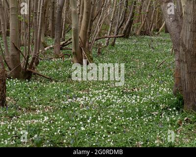 Wood Anemone Flower, (Anemonides nemorosa), Easy Woodlands, Kent UK, Weitwinkel mit Blumenteppich Stockfoto
