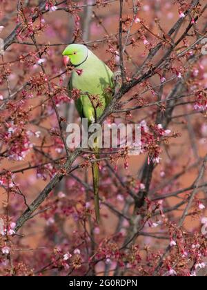 Rosenberingssittich (Psittacula krameri), der sich von der Blüte des Kirschbaums ernährt, Ramsgate, Kent, Großbritannien Stockfoto