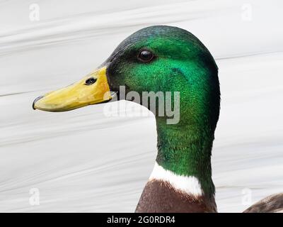 Männliche Stockente (Anas platyrhynchos), Kent UK, Nahaufnahme des Gesichts Stockfoto