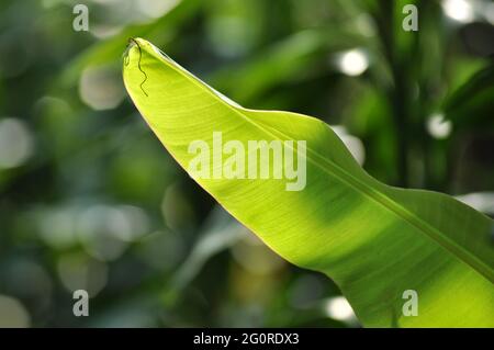 Natürliches Foto des Bananenblatts mit unscharfer Hintergrundfarbe Stockfoto