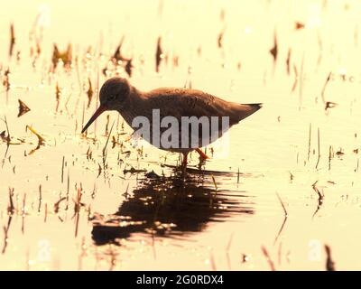 Common Redshank, (Tringa totanus) Elmely Nature Reserve, Kent UK, watend in Wasserfütterung, frühmorgens Sonnenaufgang Stockfoto