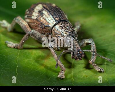 Weevil, (Rhinoscapha dohrni), Al Morotai Island, Indonesien, Stacked Focus, Probe, Gesicht, Beine und Körper einstellen Stockfoto