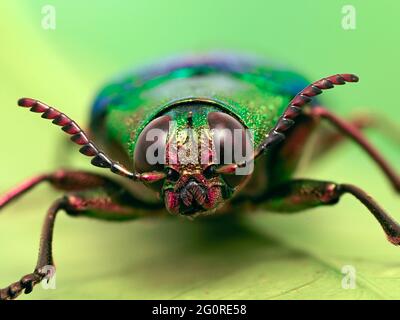 Beetle, (Megaloxantha purpurascens), Malaysia, Stacked Focus, Set Specimen, Nahaufnahme des Gesichts mit großen zusammengesetzten Augen und Antennen Stockfoto