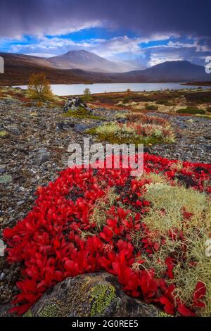 Rote Bergavenen, Dryas octopetala, im Herbst Landschaft in der Nähe des Sees Avsjøen in Dovre, Norwegen, Skandinavien. Stockfoto