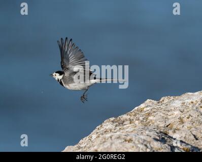 Pied Wagtail (Motacilla alba ssp yarellii), Reculver, Kent UK, im Flug von der Felswand aus Stockfoto