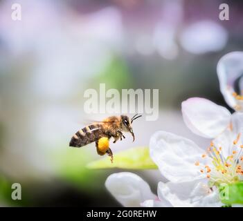 Makro einer Biene, die zu einer weißen Apfelblüte fliegt Stockfoto