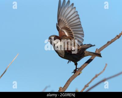 Haussparrow, Männlich (Passer domesticus) Ramsgate, Kent, Großbritannien, am frühen Morgen, Abflug von der Zweigstelle Stockfoto