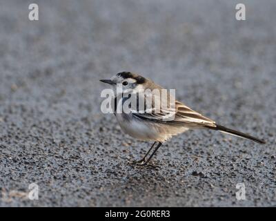 Pied Wagtail (Motacilla alba) Ramgate, KENT, Großbritannien, am frühen Morgen, auf dem Bürgersteig zu Fuß Stockfoto