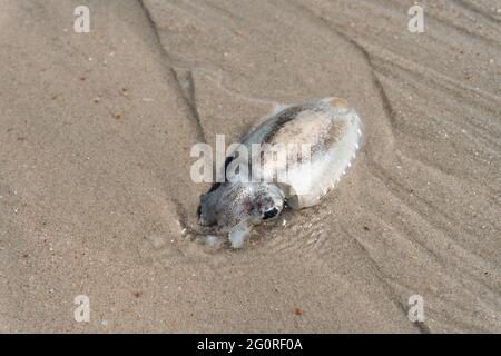 Ein toter Tintenfisch starb auf Grund der Wasserverschmutzung am Strand. Stockfoto