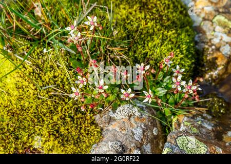 Sternsaxifrage blüht in arktischer Form Stockfoto