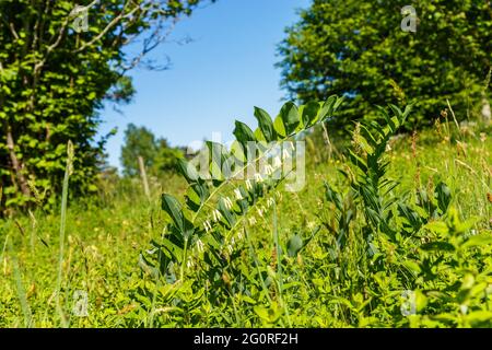 Sommerwiese mit Angular Solomons Robbenblüten auf dem Land Stockfoto
