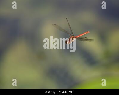 Gewöhnlicher Darter - Paar Eier in Wasser legen Sympetrum nigriscans Essex, UK IN001709 Stockfoto