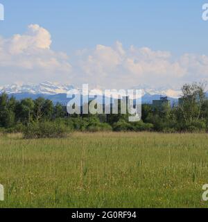 Grünes Naturschutzgebiet bei Wetzikon, Zürich. Stockfoto