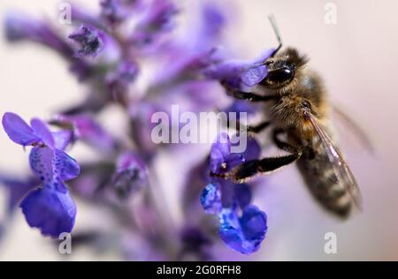 München, Deutschland. Juni 2021. Eine Biene sucht auf der Blüte einer Minze nach Pollen. Quelle: Sven Hoppe/dpa/Alamy Live News Stockfoto