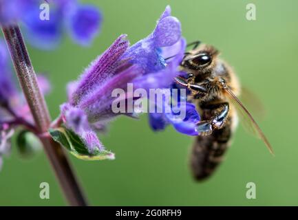 München, Deutschland. Juni 2021. Eine Biene sucht auf der Blüte einer Minze nach Pollen. Quelle: Sven Hoppe/dpa/Alamy Live News Stockfoto