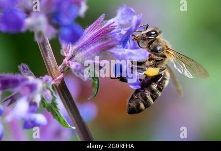 München, Deutschland. Juni 2021. Eine Biene sucht auf der Blüte einer Minze nach Pollen. Quelle: Sven Hoppe/dpa/Alamy Live News Stockfoto