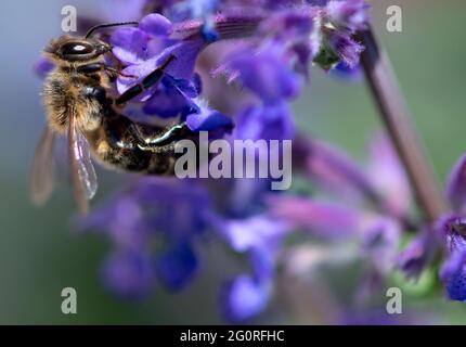 München, Deutschland. Juni 2021. Eine Biene sucht auf der Blüte einer Minze nach Pollen. Quelle: Sven Hoppe/dpa/Alamy Live News Stockfoto