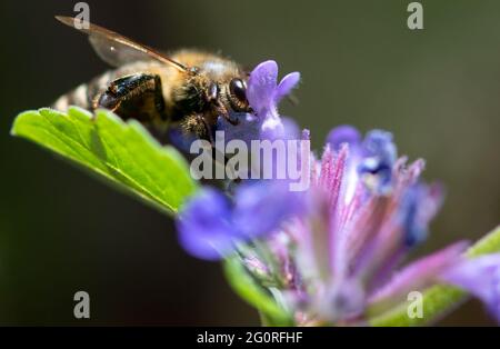 München, Deutschland. Juni 2021. Eine Biene sucht auf der Blüte einer Minze nach Pollen. Quelle: Sven Hoppe/dpa/Alamy Live News Stockfoto