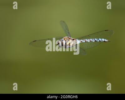 Migrant Hawker-Fliege - Männchen im Flug Aeshna mixta Essex, UK IN001843 Stockfoto