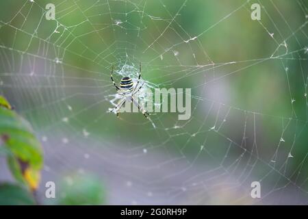 Spinne auf dem Netz mit verschwommenem grünem Gartenhintergrund. Draufsicht. Stockfoto