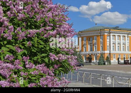 Flieder vor dem Hintergrund des Senatsgebäudes im Moskauer Kreml. Russland Stockfoto