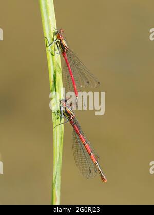 Große rote Damselfliege - Paar paarende Nymphula Pyrrhosoma Essex, UK IN001900 Stockfoto