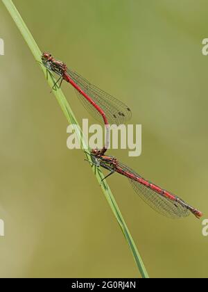 Große rote Damselfliege - Paar paarende Nymphula Pyrrhosoma Essex, UK IN001901 Stockfoto