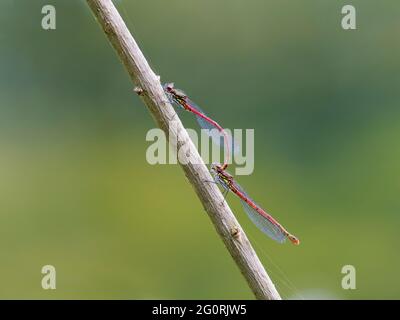 Große rote Damselfliege - Paar paarende Nymphula Pyrrhosoma Essex, UK IN001910 Stockfoto