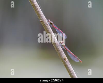 Große rote Damselfliege - Paar paarende Nymphula Pyrrhosoma Essex, UK IN001911 Stockfoto