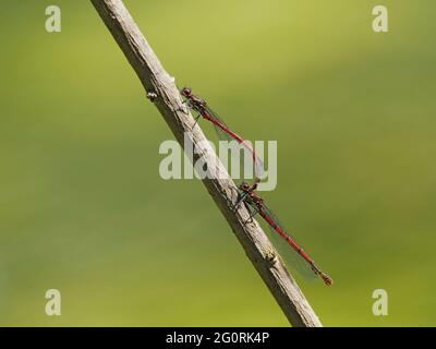 Große rote Damselfliege - Paar paarende Nymphula Pyrrhosoma Essex, UK IN001912 Stockfoto