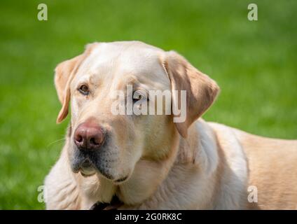 Ein gelber labrador Retriever, der an einem sonnigen Tag auf Gras mit einem verschwommenen grünen Hintergrund liegt. Stockfoto