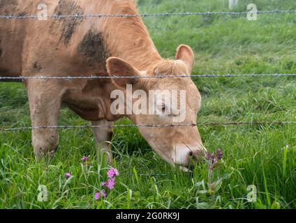 Eine braune Kuh hinter einem Stacheldrahtzaun, die wie Blumen schnüffelt. Stockfoto