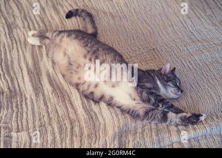 Die graue Katze streckte sich auf dem Bett, den Bauch nach oben Stockfoto