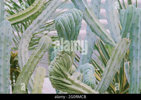 Kakteen wachsen in einem Gewächshaus. Kaktus Cereus peruvianus. Nahaufnahme. Stockfoto