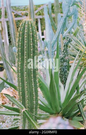 Kakteen wachsen in einem Gewächshaus. Kaktus Trichocereus. Nahaufnahme. Stockfoto