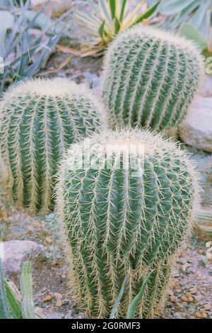 Kakteen wachsen in einem Gewächshaus. Kaktus Echinocactus grusonii. Stockfoto