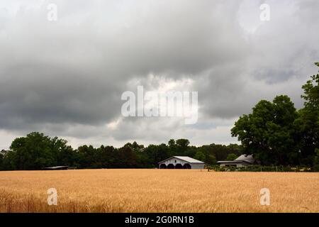Sturmwolken Rollen über ein Weizenfeld. Stockfoto