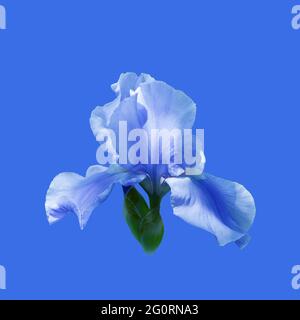 Schöne blaue Irisblume auf blauem Hintergrund Stockfoto