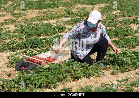 03. Juni 2021, Sachsen, Mügeln: Ein Erntearbeiter pflückt anlässlich der Eröffnung der Erdbeersaison Erdbeeren auf einem Feld. Zwei Wochen später als in den Vorjahren hat in Sachsen die Erdbeersaison begonnen. Foto: Sebastian Kahnert/dpa-Zentralbild/dpa Stockfoto