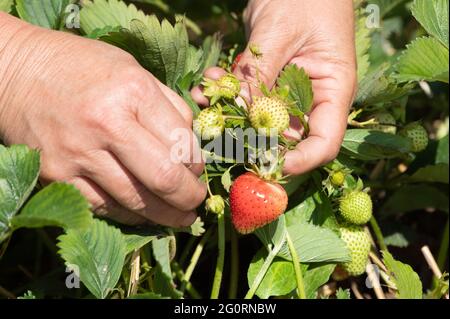 03. Juni 2021, Sachsen, Mügeln: Ein Erntearbeiter pflückt anlässlich der Eröffnung der Erdbeersaison Erdbeeren auf einem Feld. Zwei Wochen später als in den Vorjahren hat in Sachsen die Erdbeersaison begonnen. Foto: Sebastian Kahnert/dpa-Zentralbild/dpa Stockfoto