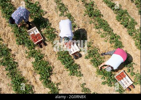 03. Juni 2021, Sachsen, Mügeln: Erntehelfer pflücken anlässlich der Eröffnung der Erdbeersaison Erdbeeren auf einem Feld (Foto aufgenommen mit einer Drohne). Zwei Wochen später als in den Vorjahren hat in Sachsen die Erdbeersaison begonnen. Foto: Sebastian Kahnert/dpa-Zentralbild/dpa Stockfoto
