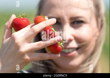 03. Juni 2021, Sachsen, Mügeln: Zur Eröffnung der Erdbeersaison hält die Sachsenobst-Mitarbeiterin, Elaine Masur, Erdbeeren zwischen den Fingern auf einem Feld. Zwei Wochen später als in den Vorjahren hat in Sachsen die Erdbeersaison begonnen. Foto: Sebastian Kahnert/dpa-Zentralbild/dpa Stockfoto