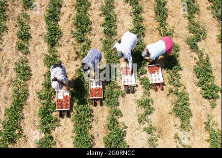 03. Juni 2021, Sachsen, Mügeln: Erntehelfer pflücken anlässlich der Eröffnung der Erdbeersaison Erdbeeren auf einem Feld (Foto aufgenommen mit einer Drohne). Zwei Wochen später als in den Vorjahren hat in Sachsen die Erdbeersaison begonnen. Foto: Sebastian Kahnert/dpa-Zentralbild/dpa Stockfoto