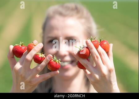 03. Juni 2021, Sachsen, Mügeln: Zur Eröffnung der Erdbeersaison hält die Sachsenobst-Mitarbeiterin, Elaine Masur, Erdbeeren zwischen den Fingern auf einem Feld. Zwei Wochen später als in den Vorjahren hat in Sachsen die Erdbeersaison begonnen. Foto: Sebastian Kahnert/dpa-Zentralbild/dpa Stockfoto