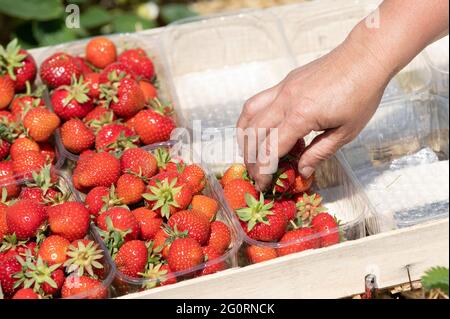 03. Juni 2021, Sachsen, Mügeln: Ein Erntehelfer legt zur Eröffnung der Erdbeersaison gepflückte Erdbeeren in Kunststoffschalen auf ein Feld. Zwei Wochen später als in den Vorjahren hat in Sachsen die Erdbeersaison begonnen. Foto: Sebastian Kahnert/dpa-Zentralbild/dpa Stockfoto