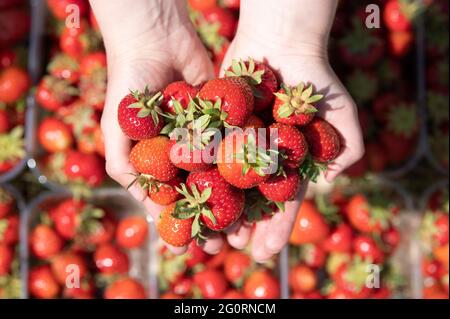 03. Juni 2021, Sachsen, Mügeln: Eine Frau hält anlässlich der Eröffnung der Erdbeersaison auf einem Feld Erdbeeren in den Händen. Zwei Wochen später als in den Vorjahren hat in Sachsen die Erdbeersaison begonnen. Foto: Sebastian Kahnert/dpa-Zentralbild/dpa Stockfoto