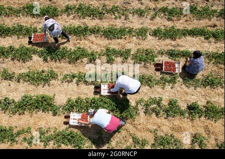 03. Juni 2021, Sachsen, Mügeln: Erntehelfer pflücken anlässlich der Eröffnung der Erdbeersaison Erdbeeren auf einem Feld (Foto aufgenommen mit einer Drohne). Zwei Wochen später als in den Vorjahren hat in Sachsen die Erdbeersaison begonnen. Foto: Sebastian Kahnert/dpa-Zentralbild/dpa Stockfoto